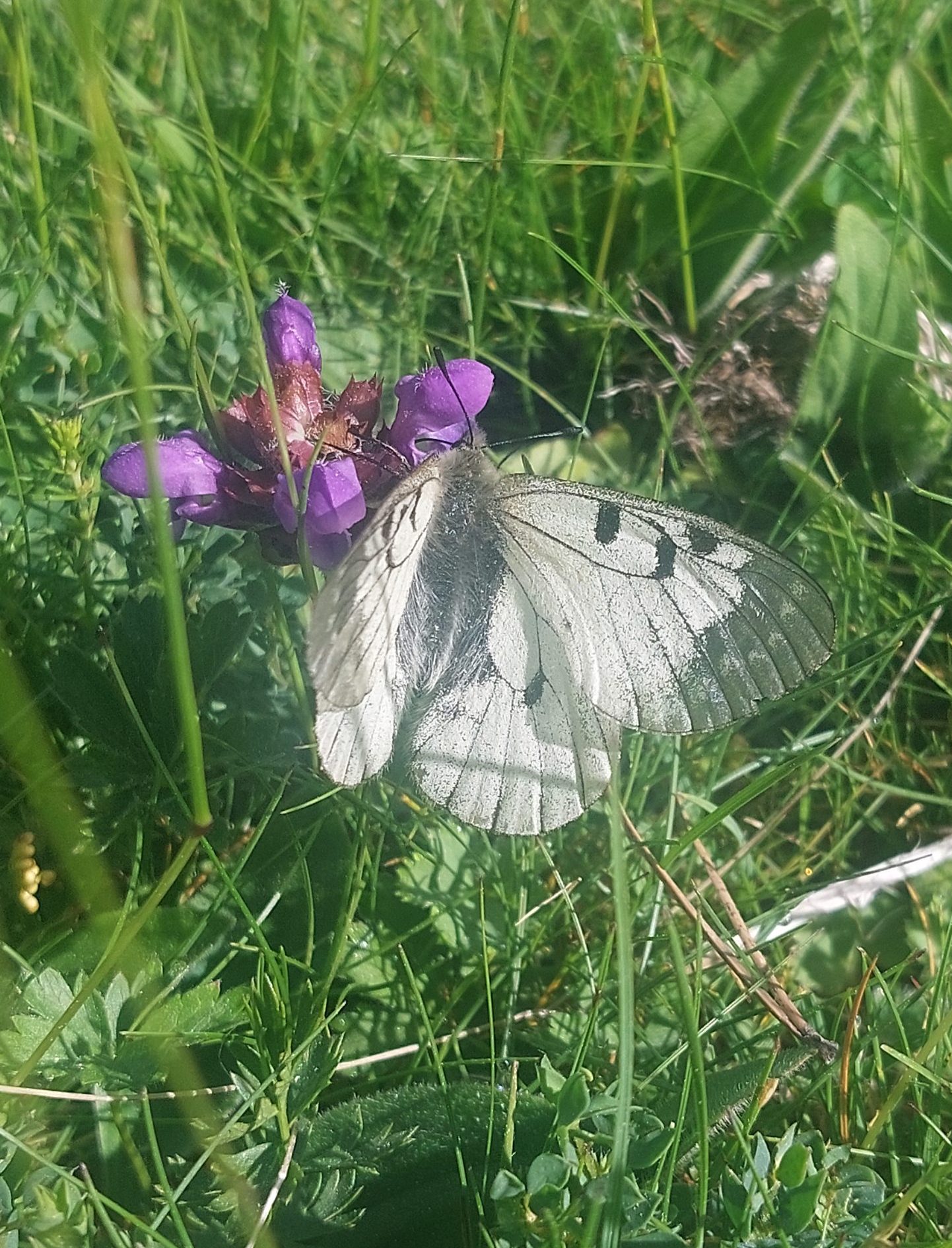 Parnassius mnemosyne